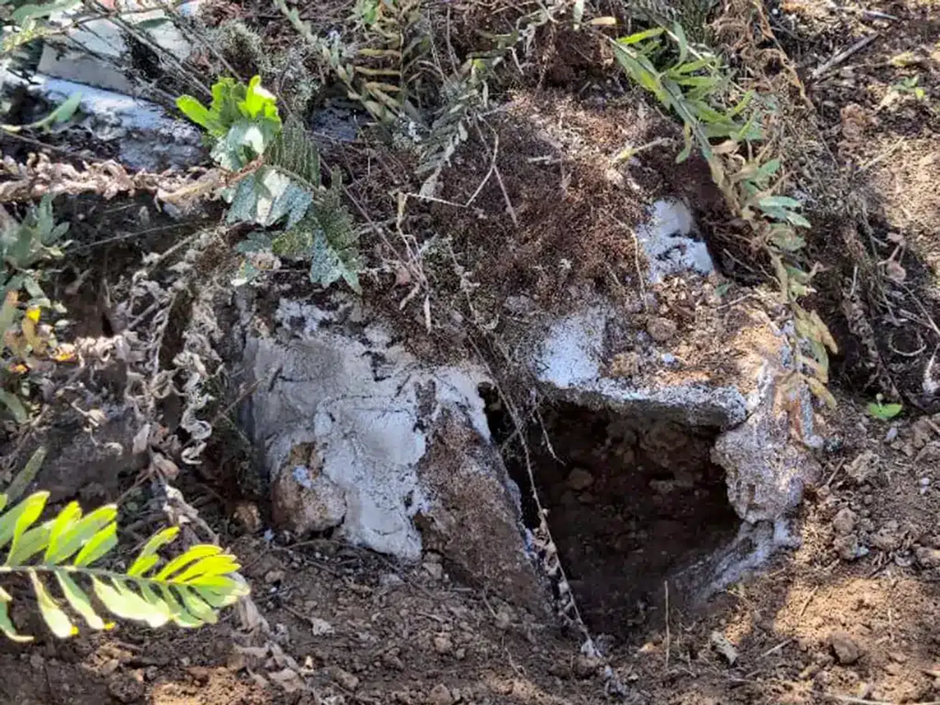 Galápagos Petrel Conservation Project