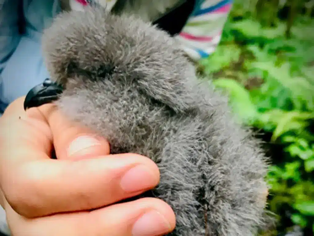 Young Galápagos petrel chick in burrow